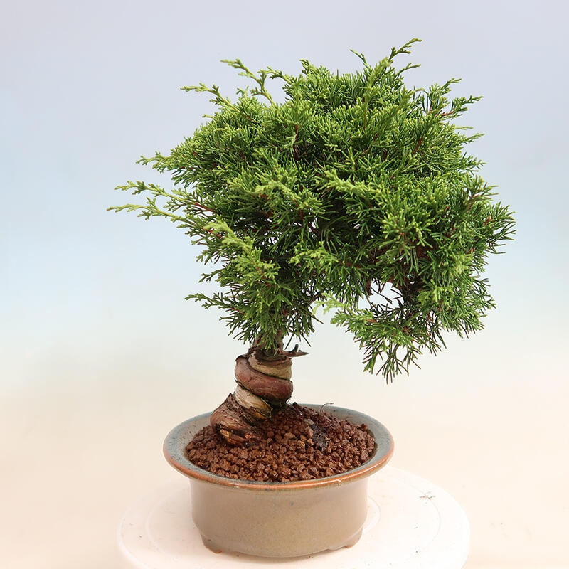 Venkovní bonsai - Juniperus chinensis Itoigawa -Jalovec čínský