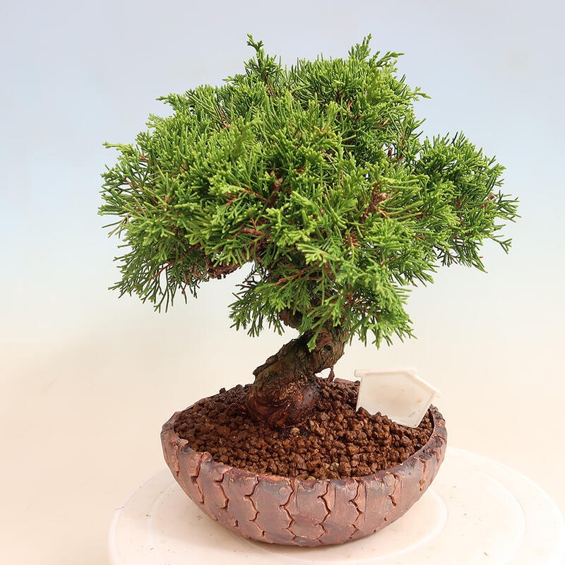 Venkovní bonsai - Juniperus chinensis Itoigawa -Jalovec čínský