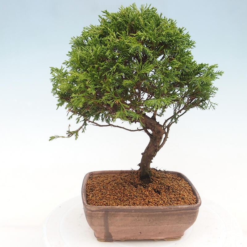 Venkovní bonsai - Juniperus chinensis Itoigawa -Jalovec čínský