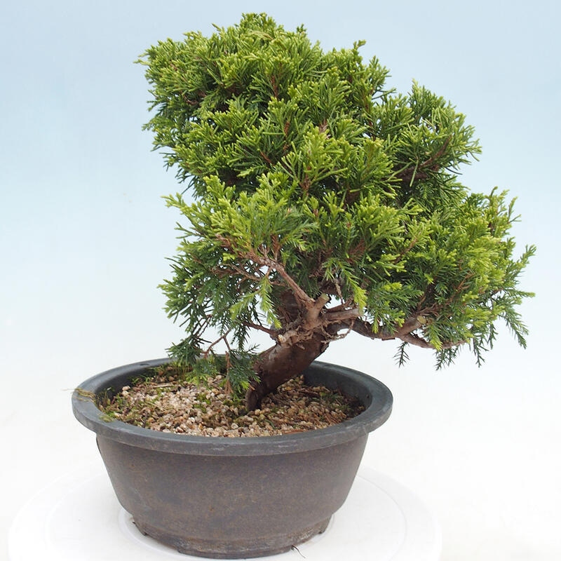 Venkovní bonsai - Juniperus chinensis Itoigawa -Jalovec čínský