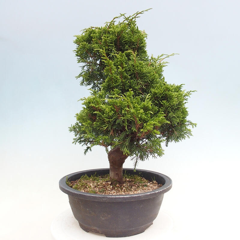 Venkovní bonsai - Juniperus chinensis Itoigawa -Jalovec čínský