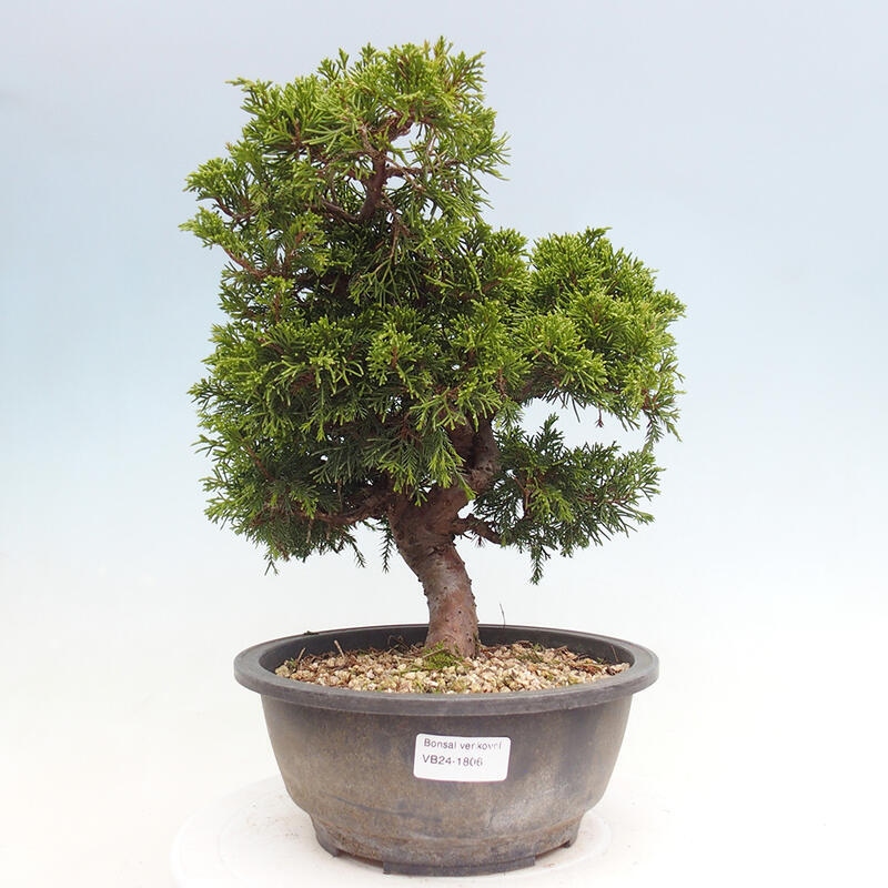 Venkovní bonsai - Juniperus chinensis Itoigawa -Jalovec čínský