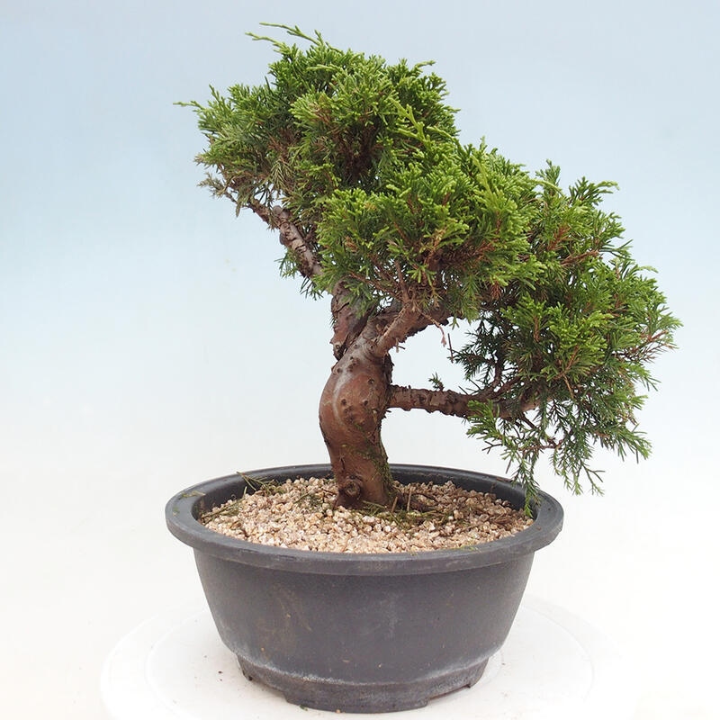 Venkovní bonsai - Juniperus chinensis Itoigawa -Jalovec čínský