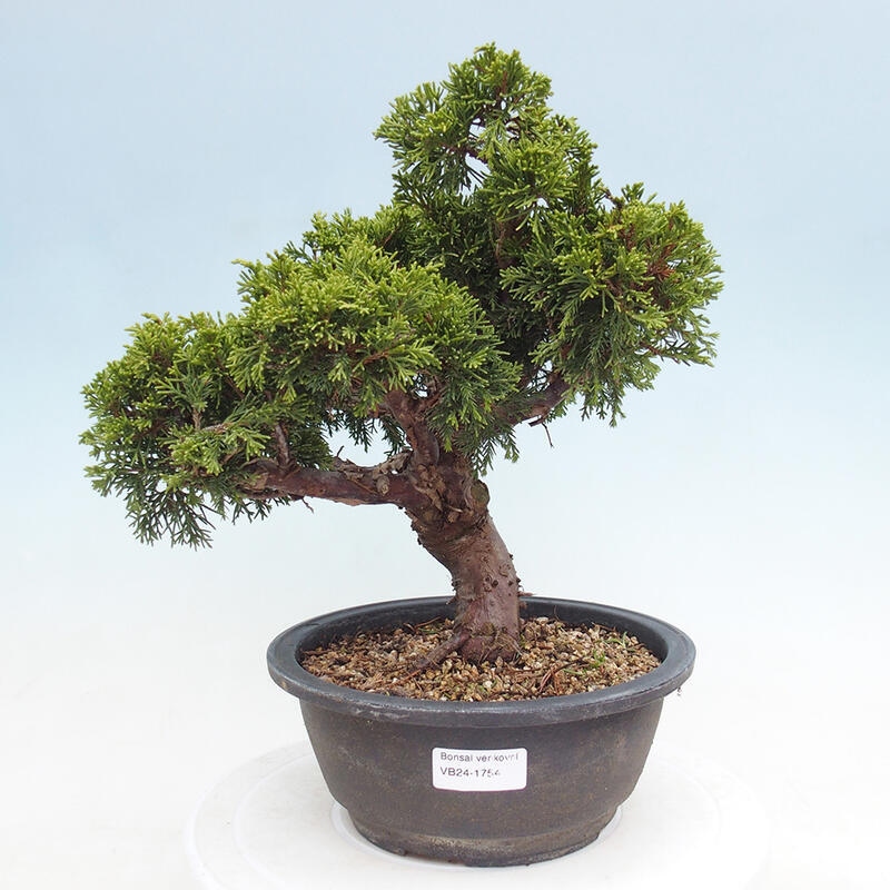 Venkovní bonsai - Juniperus chinensis Itoigawa -Jalovec čínský