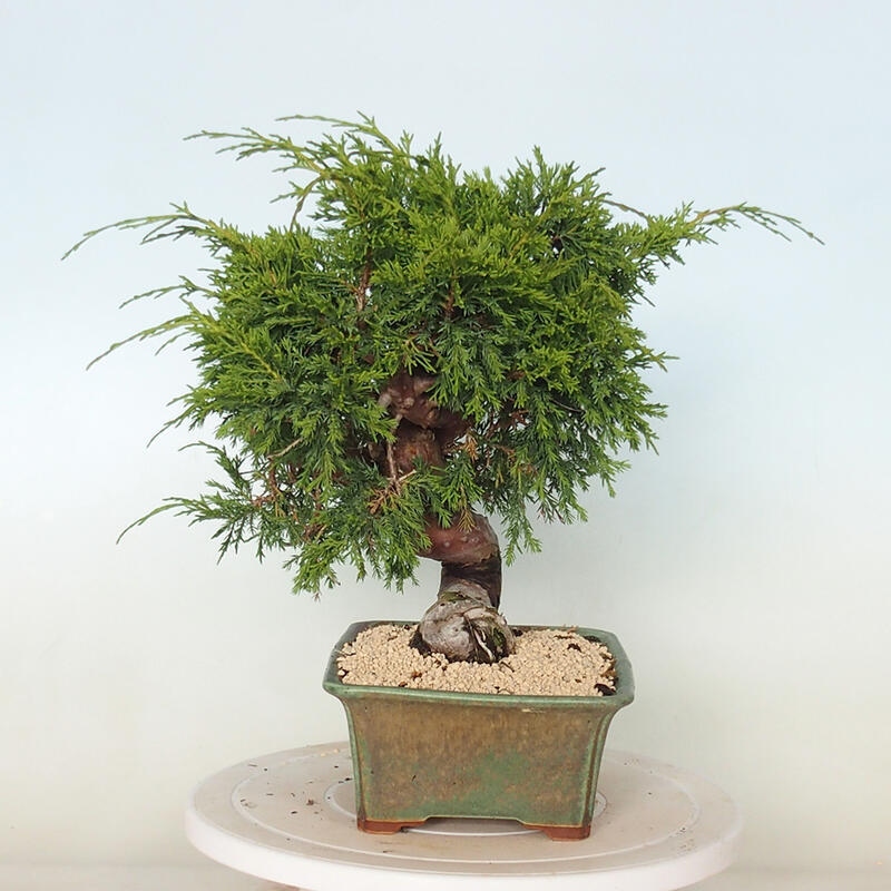 Venkovní bonsai - Juniperus chinensis Itoigawa -Jalovec čínský