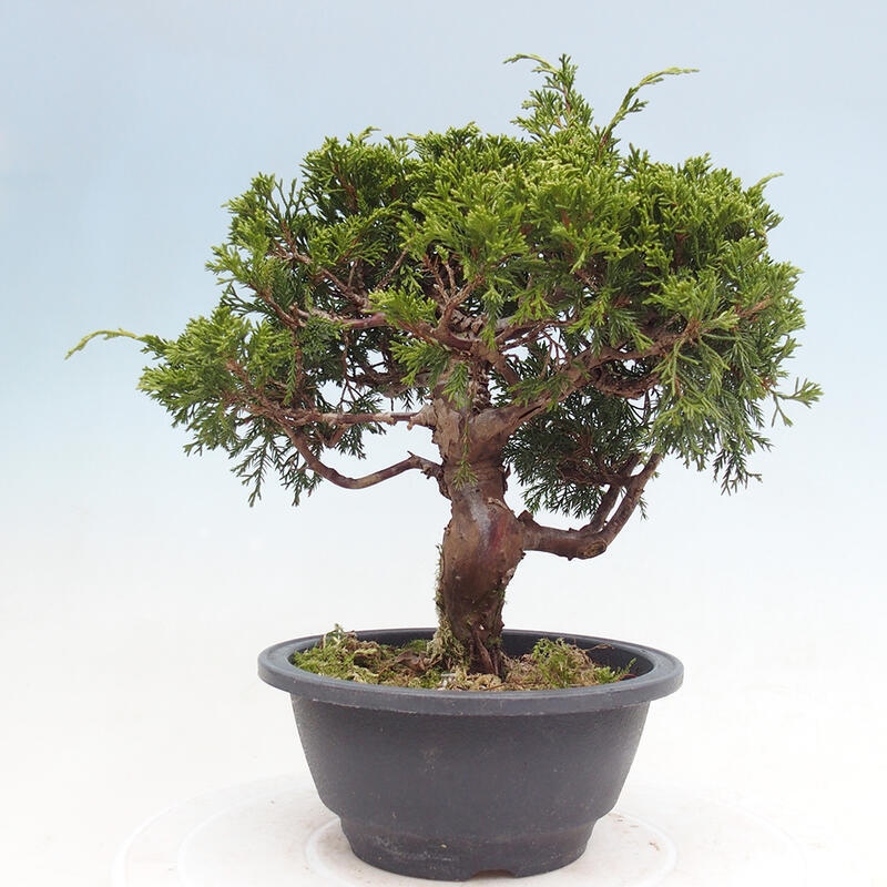 Venkovní bonsai - Juniperus chinensis Itoigawa -Jalovec čínský