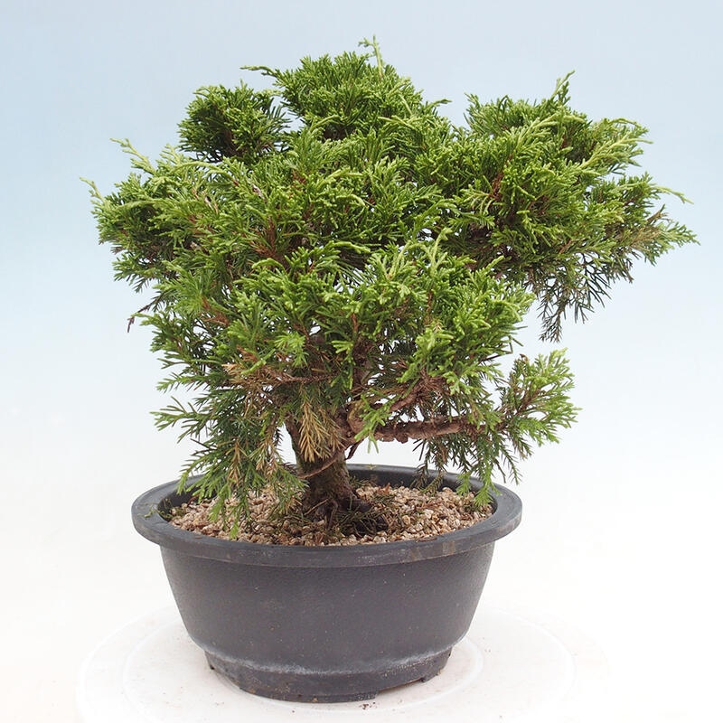 Venkovní bonsai - Juniperus chinensis Itoigawa -Jalovec čínský