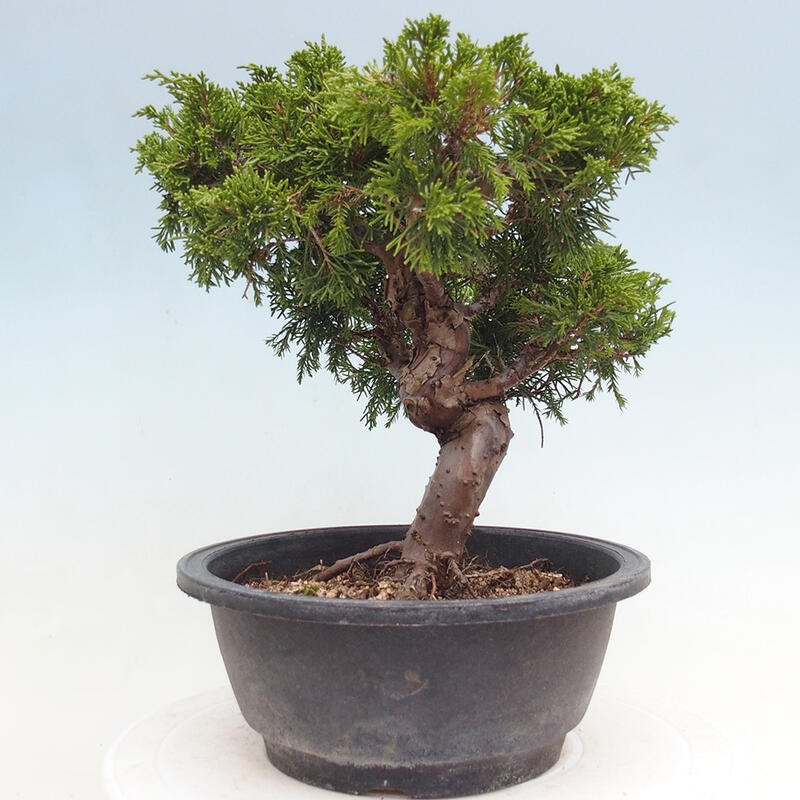 Venkovní bonsai - Juniperus chinensis Itoigawa -Jalovec čínský