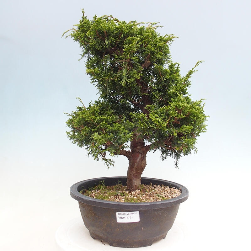 Venkovní bonsai - Juniperus chinensis Itoigawa -Jalovec čínský