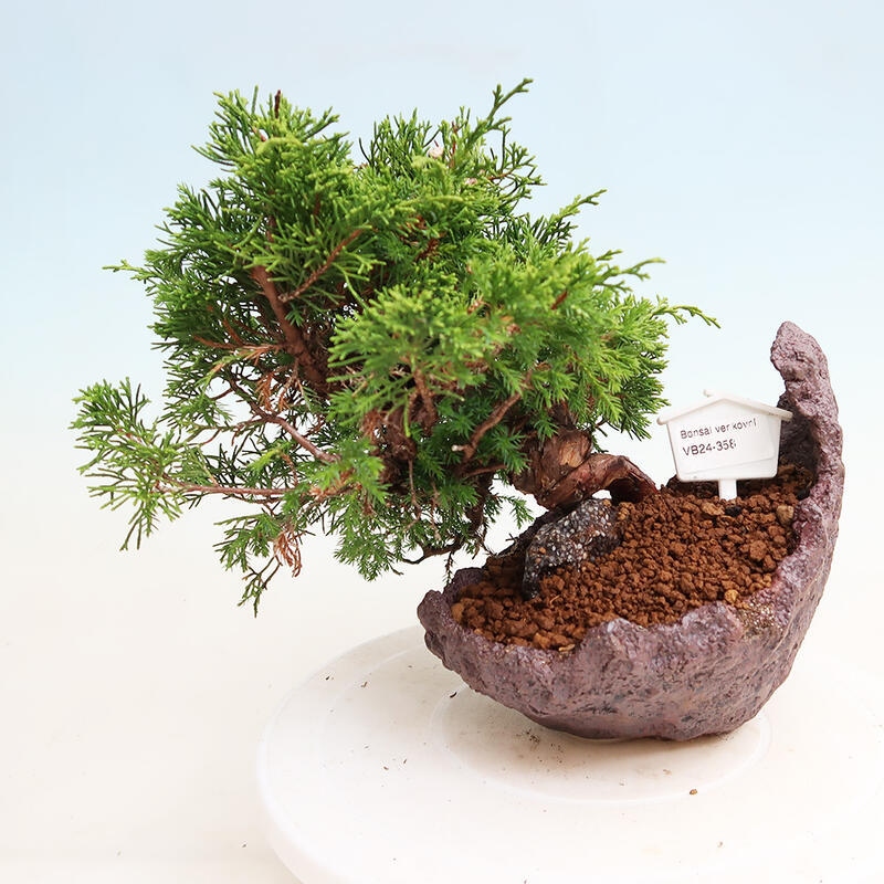 Venkovní bonsai - Juniperus chinensis Itoigawa -Jalovec čínský