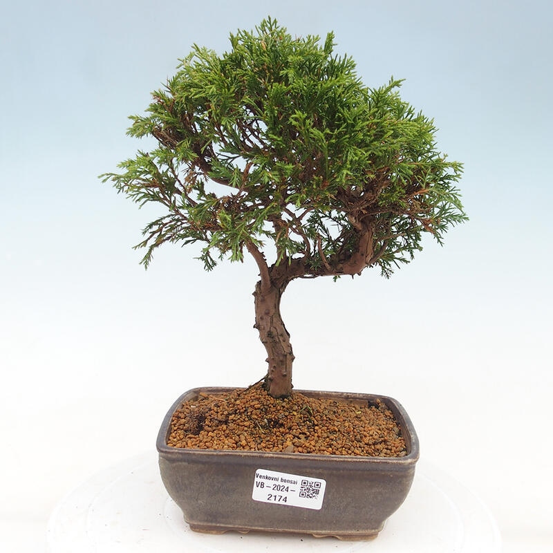 Venkovní bonsai - Juniperus chinensis Itoigawa -Jalovec čínský