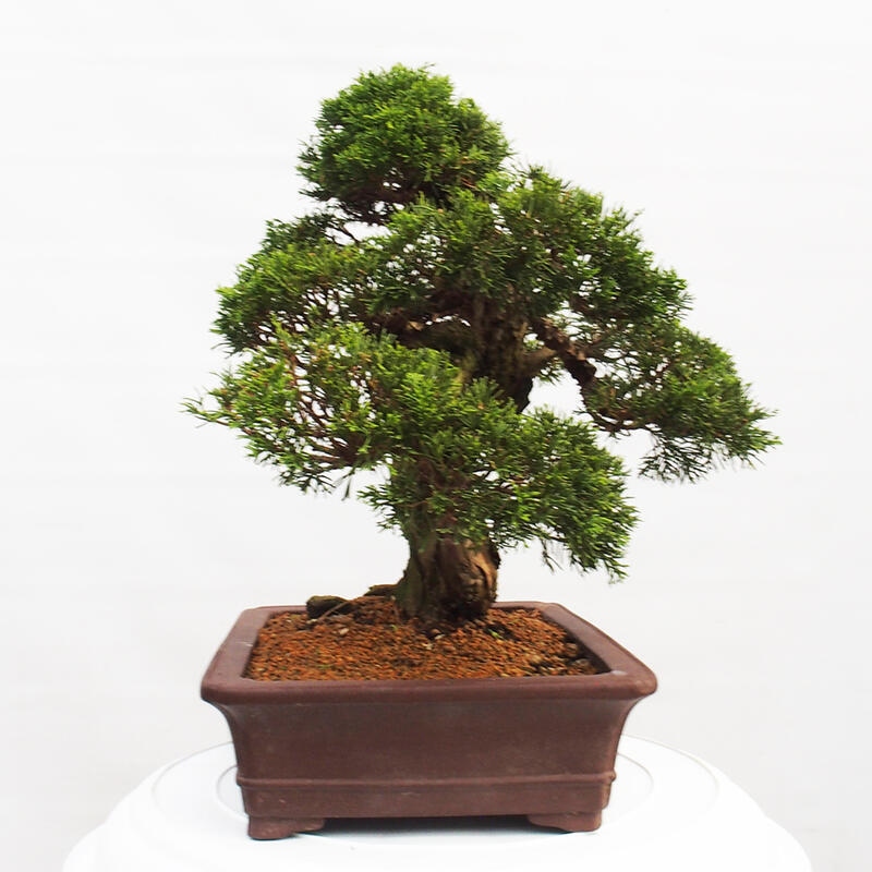 Venkovní bonsai - Juniperus chinensis Itoigawa -Jalovec čínský