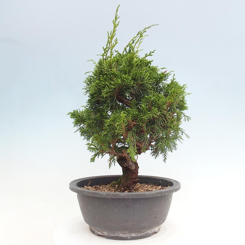 Venkovní bonsai - Juniperus chinensis Itoigawa -Jalovec čínský