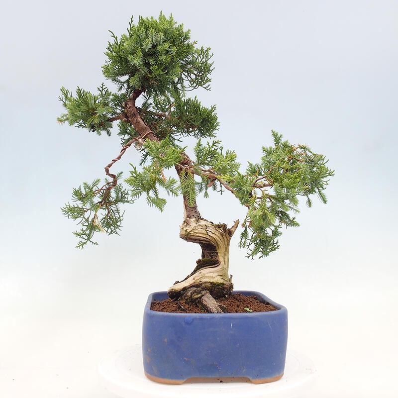 Venkovní bonsai - Juniperus chinensis Itoigawa-Jalovec čínský