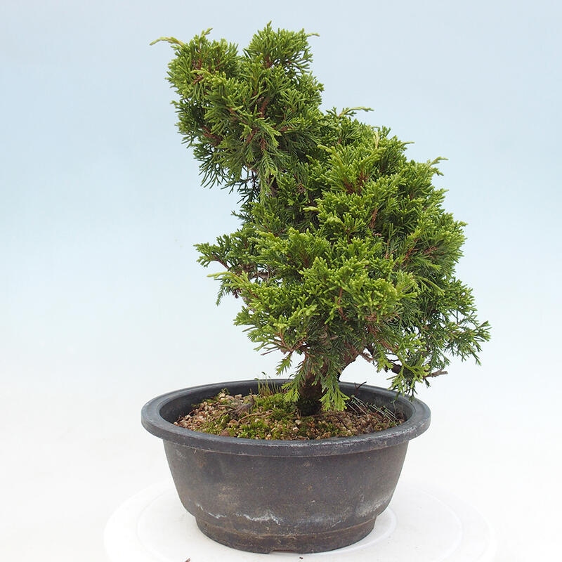 Venkovní bonsai - Juniperus chinensis Itoigawa -Jalovec čínský