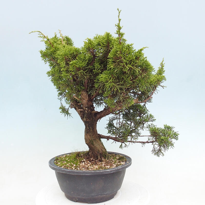 Venkovní bonsai - Juniperus chinensis Itoigawa -Jalovec čínský