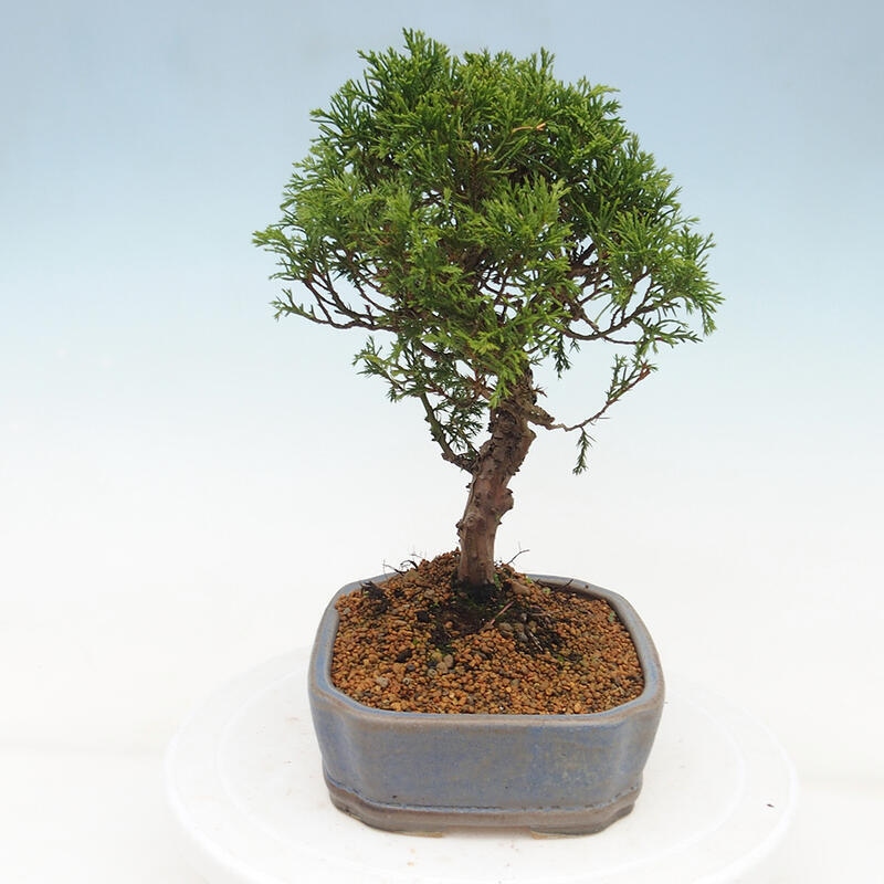 Venkovní bonsai - Juniperus chinensis Itoigawa -Jalovec čínský