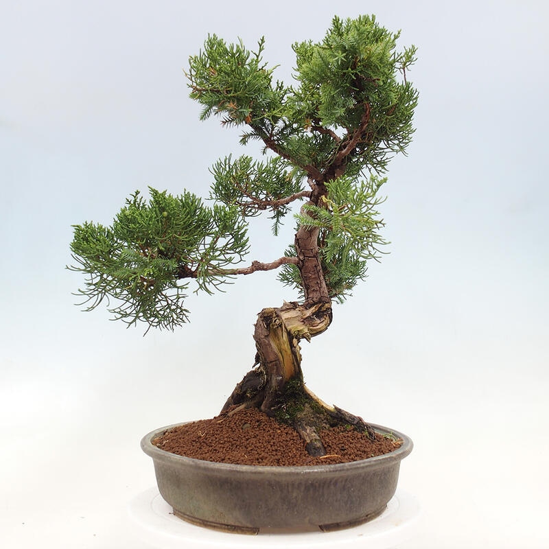 Venkovní bonsai - Juniperus chinensis Itoigawa-Jalovec čínský