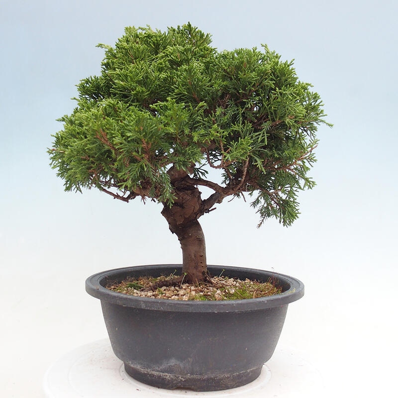 Venkovní bonsai - Juniperus chinensis Itoigawa -Jalovec čínský