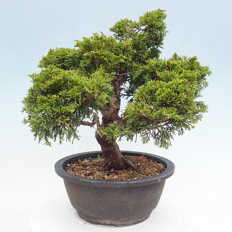 Venkovní bonsai - Juniperus chinensis Itoigawa -Jalovec čínský