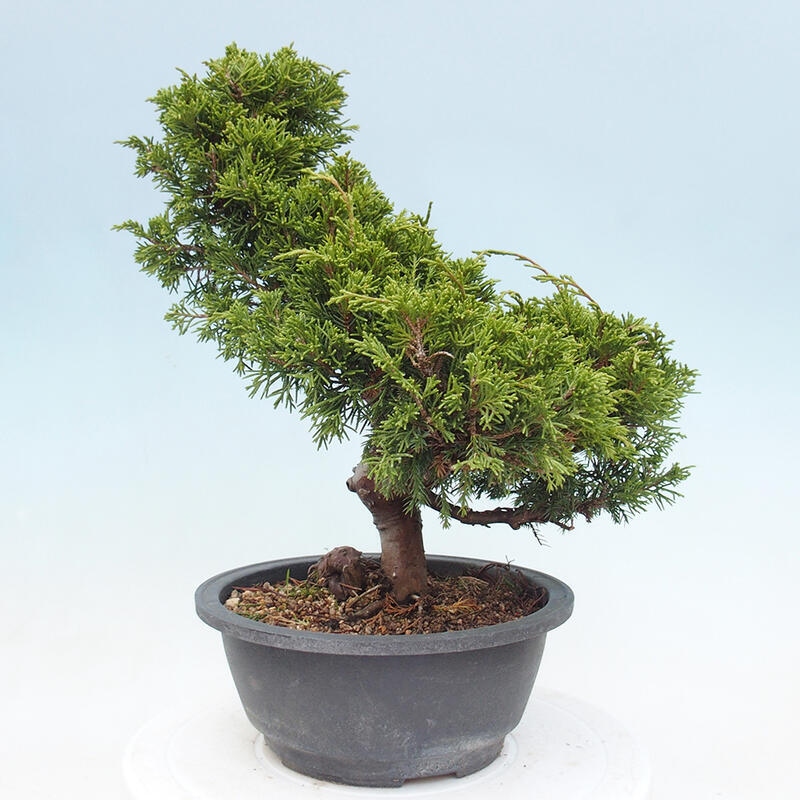 Venkovní bonsai - Juniperus chinensis Itoigawa -Jalovec čínský