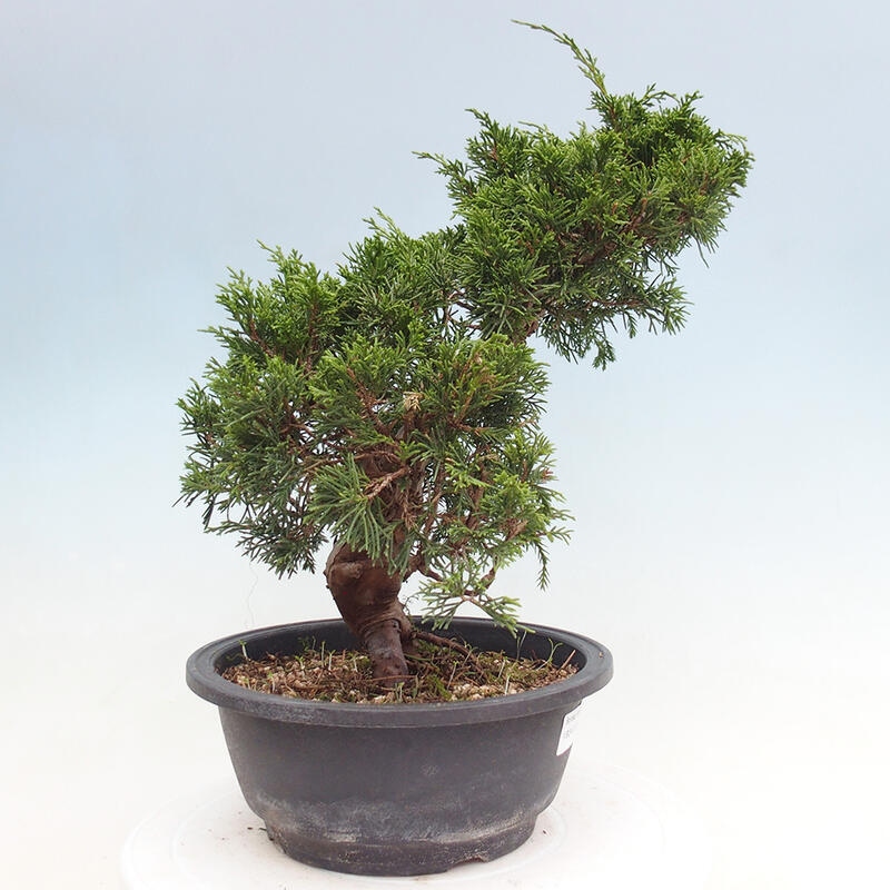 Venkovní bonsai - Juniperus chinensis Itoigawa -Jalovec čínský