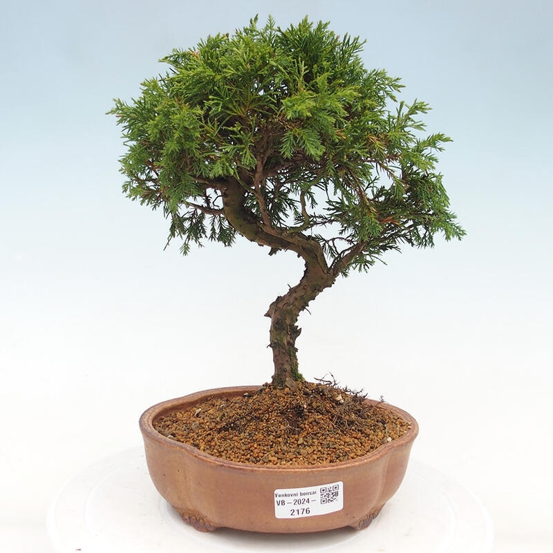 Venkovní bonsai - Juniperus chinensis Itoigawa -Jalovec čínský