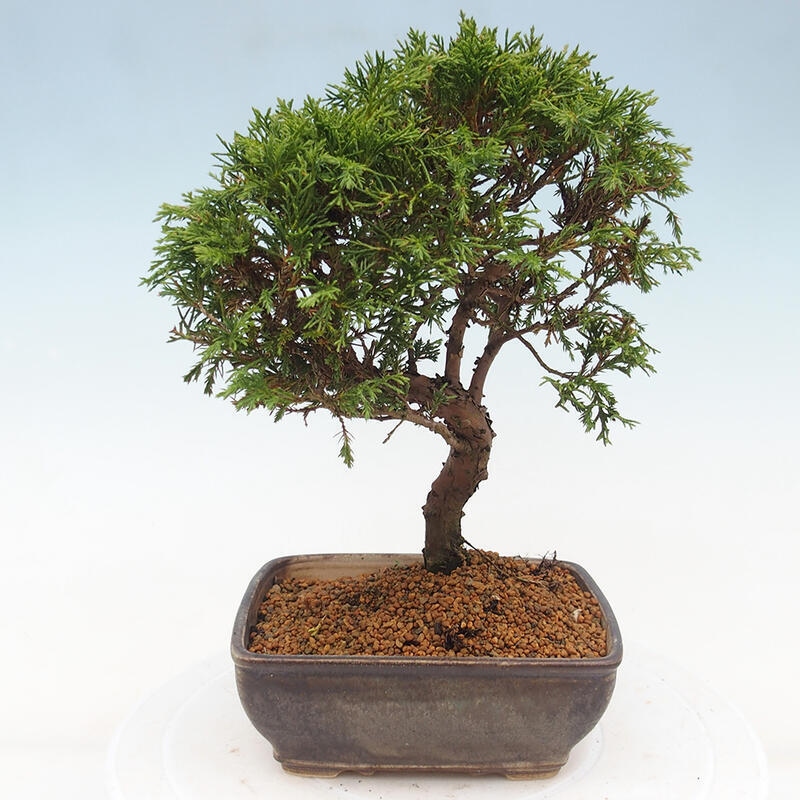 Venkovní bonsai - Juniperus chinensis Itoigawa -Jalovec čínský