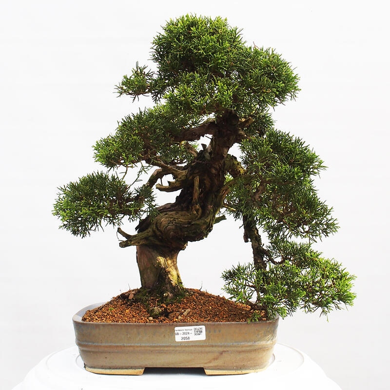 Venkovní bonsai - Juniperus chinensis Itoigawa -Jalovec čínský