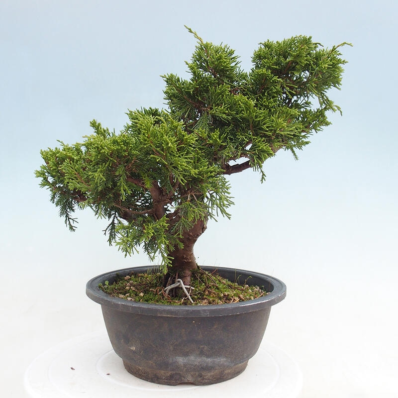 Venkovní bonsai - Juniperus chinensis Itoigawa -Jalovec čínský