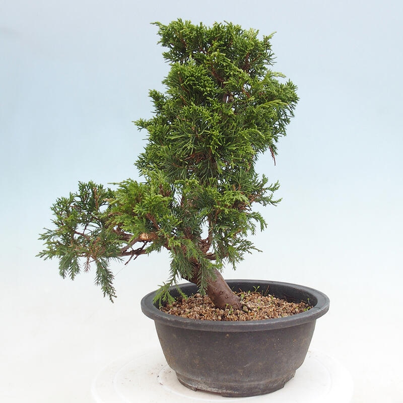 Venkovní bonsai - Juniperus chinensis Itoigawa -Jalovec čínský