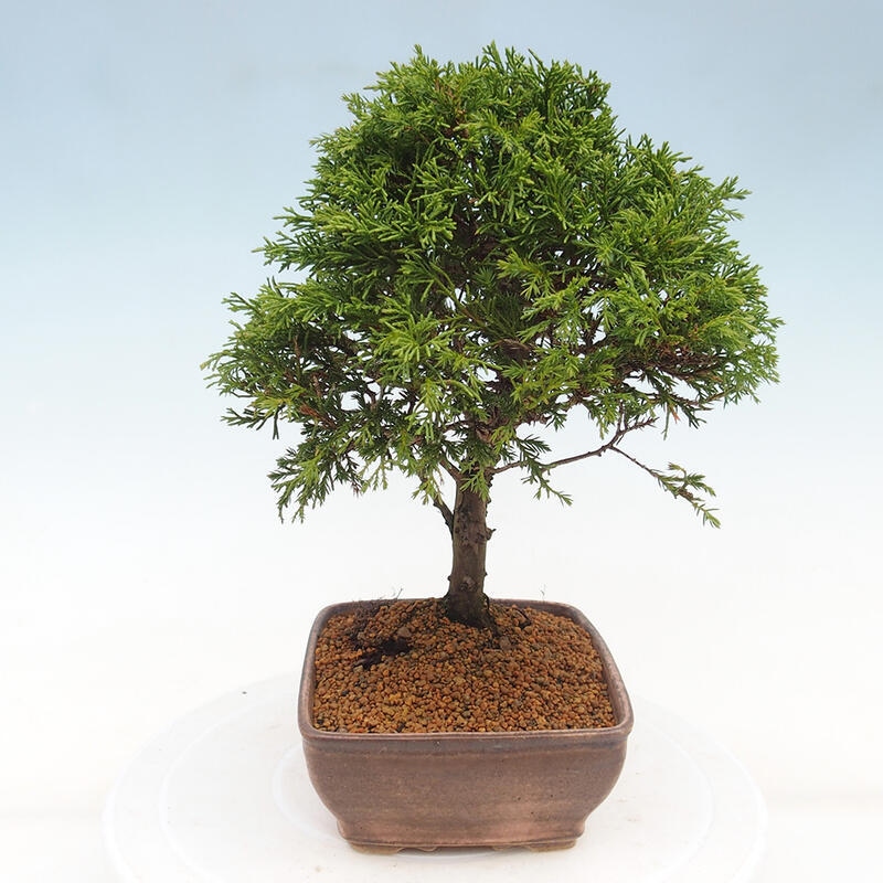 Venkovní bonsai - Juniperus chinensis Itoigawa -Jalovec čínský