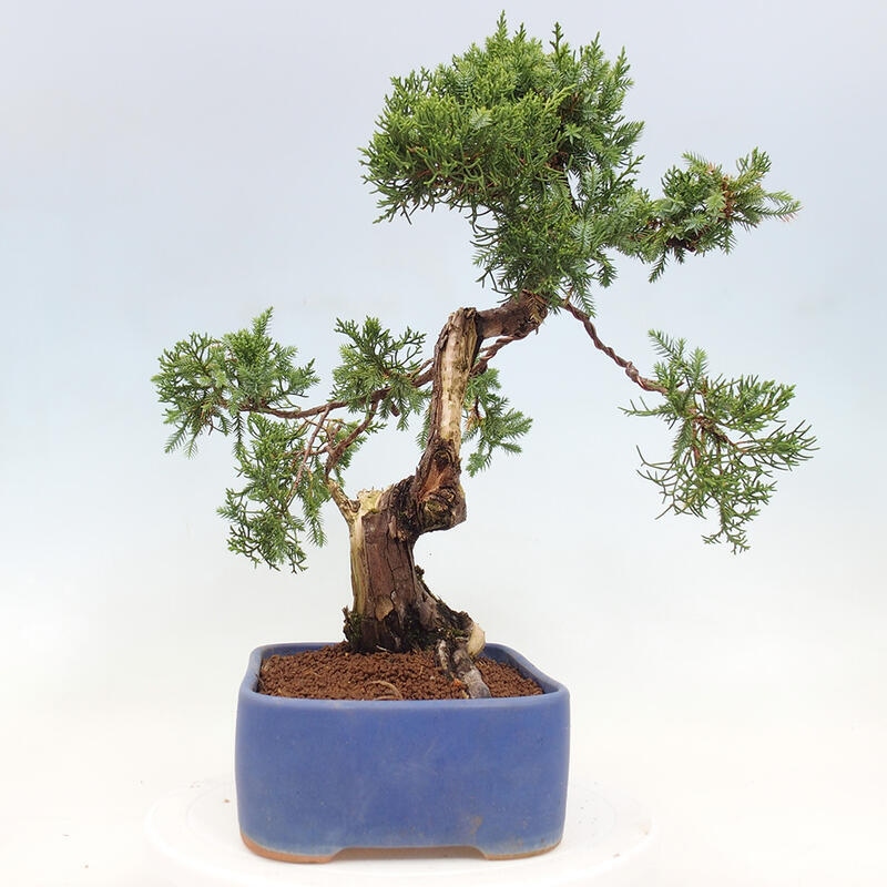 Venkovní bonsai - Juniperus chinensis Itoigawa-Jalovec čínský