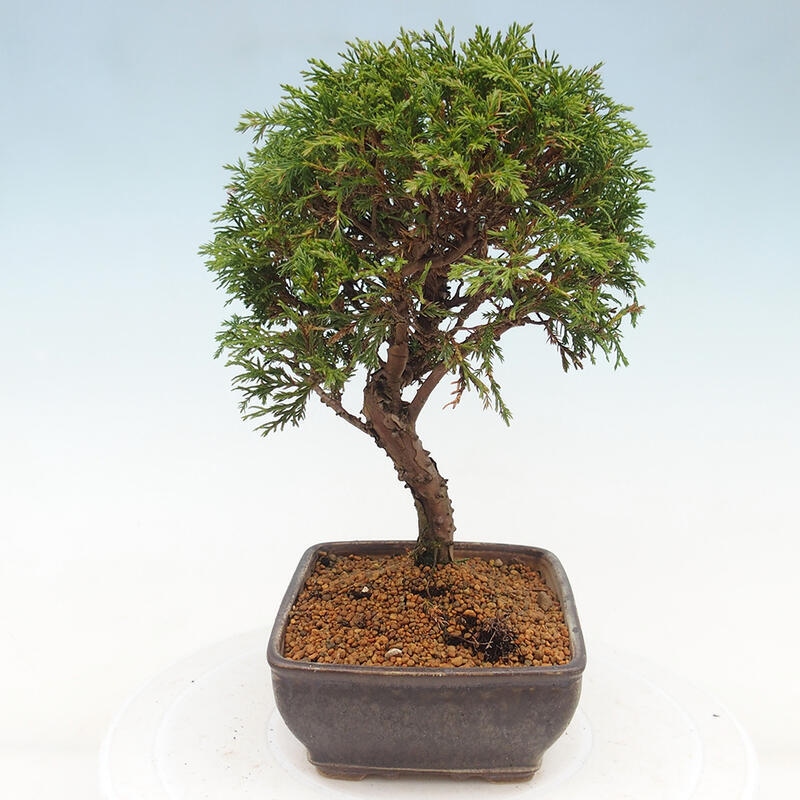 Venkovní bonsai - Juniperus chinensis Itoigawa -Jalovec čínský