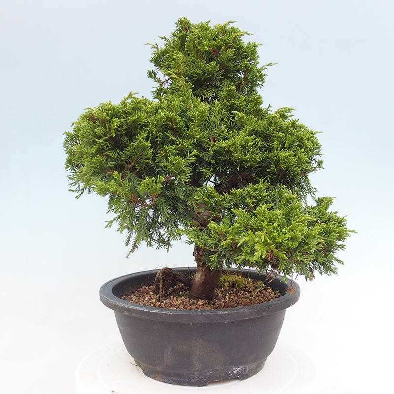 Venkovní bonsai - Juniperus chinensis Itoigawa -Jalovec čínský