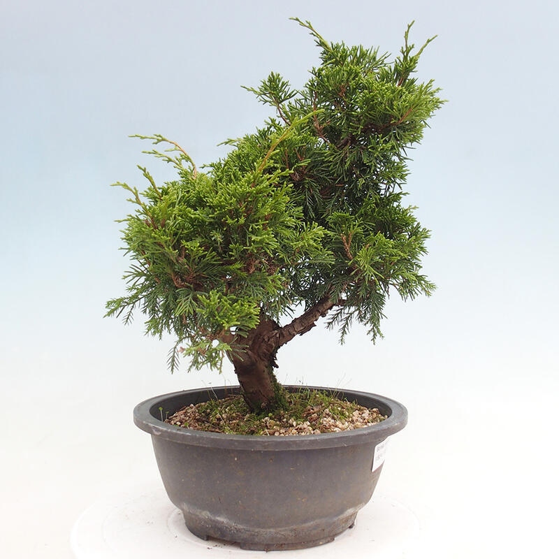 Venkovní bonsai - Juniperus chinensis Itoigawa -Jalovec čínský