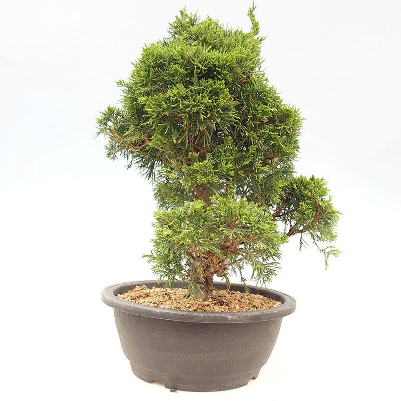 Venkovní bonsai - Juniperus chinensis Itoigawa-Jalovec čínský