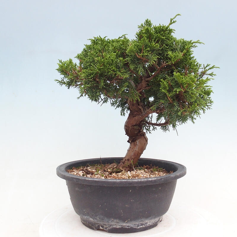 Venkovní bonsai - Juniperus chinensis Itoigawa -Jalovec čínský