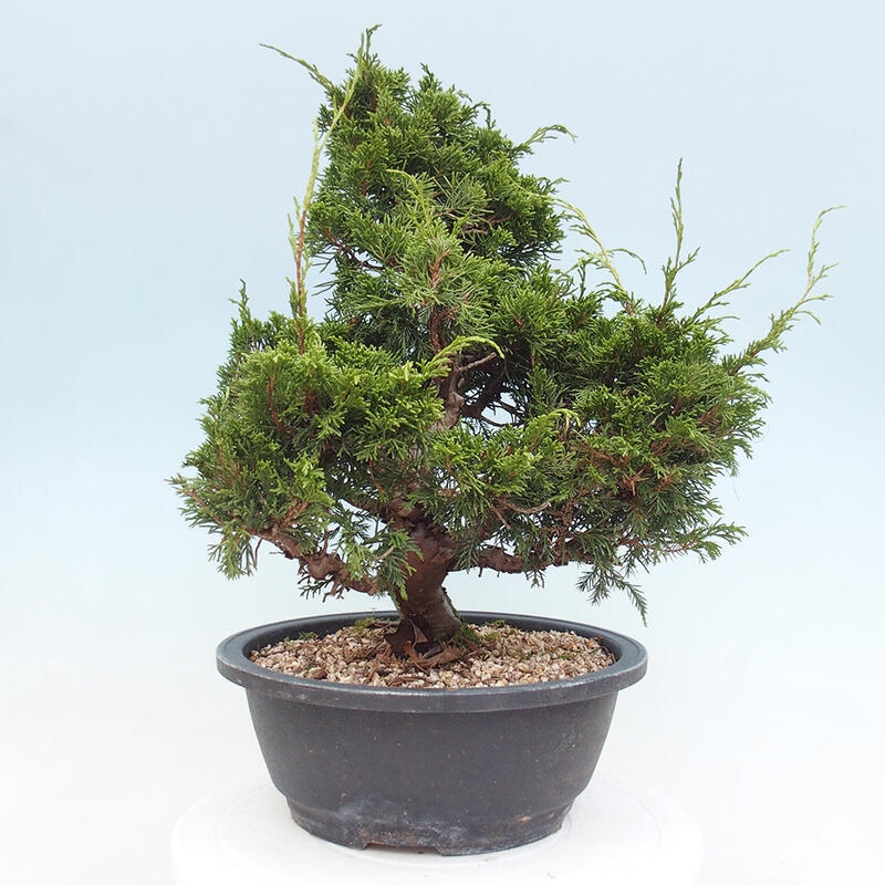 Venkovní bonsai - Juniperus chinensis Itoigawa -Jalovec čínský