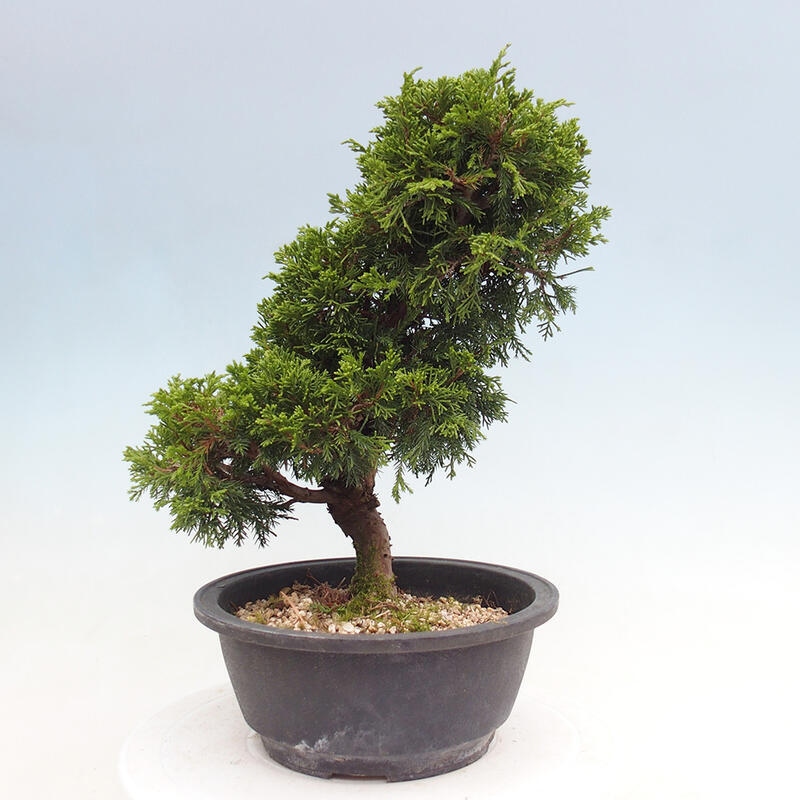 Venkovní bonsai - Juniperus chinensis Itoigawa -Jalovec čínský