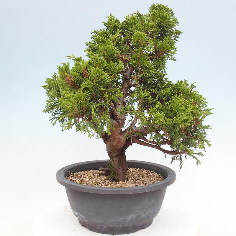 Venkovní bonsai - Juniperus chinensis Itoigawa -Jalovec čínský