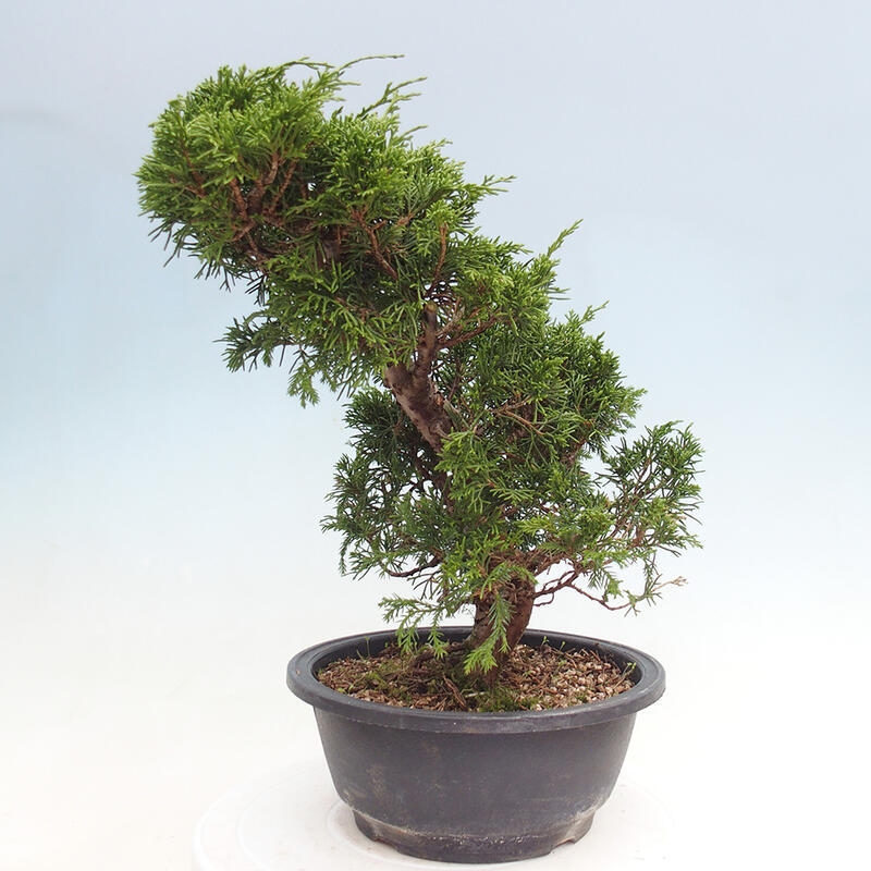 Venkovní bonsai - Juniperus chinensis Itoigawa -Jalovec čínský