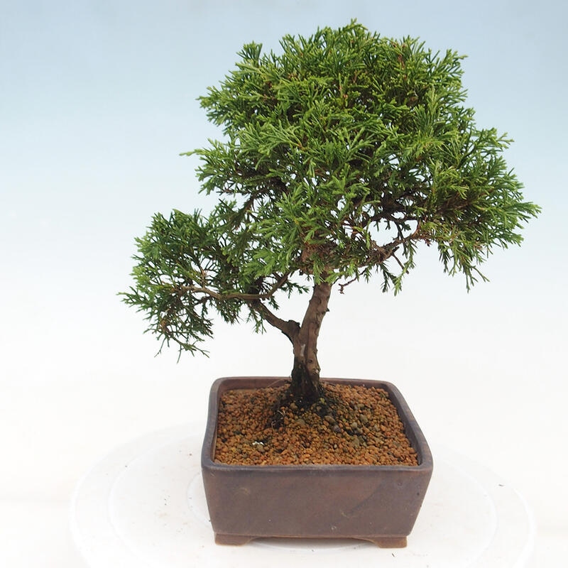 Venkovní bonsai - Juniperus chinensis Itoigawa -Jalovec čínský