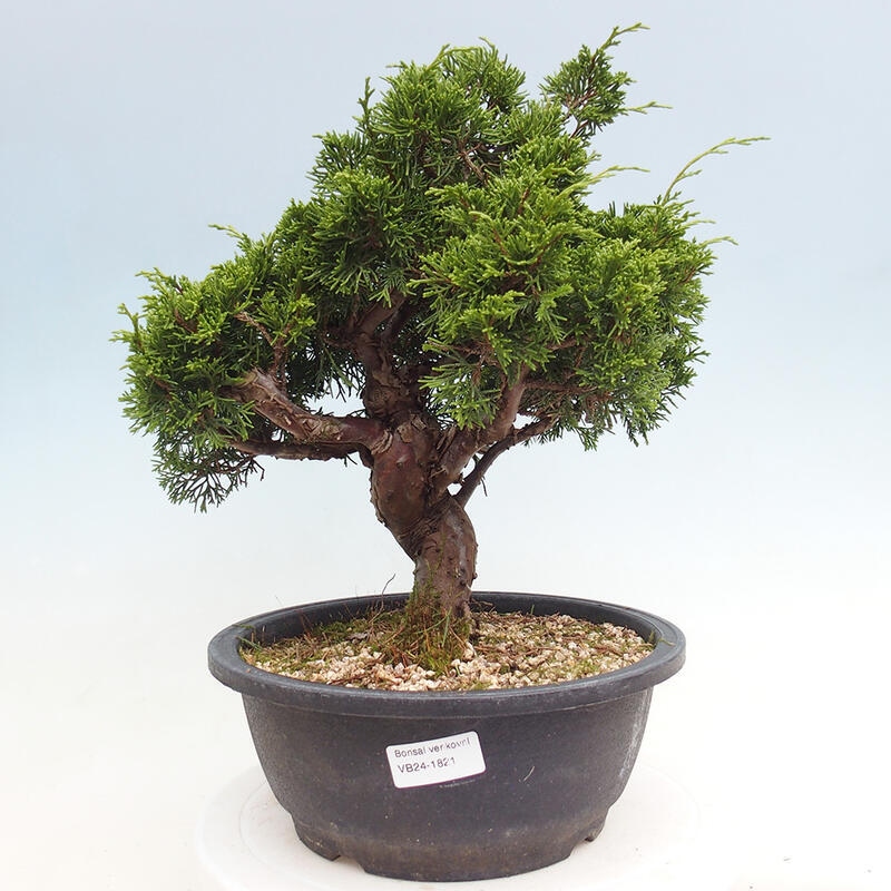 Venkovní bonsai - Juniperus chinensis Itoigawa -Jalovec čínský