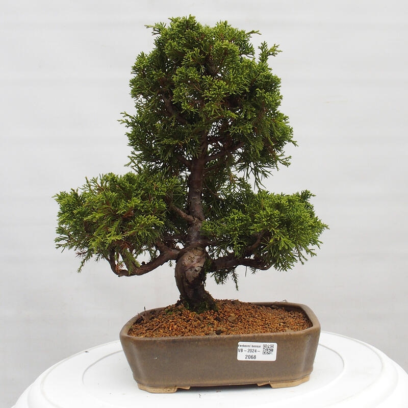 Venkovní bonsai - Juniperus chinensis Itoigawa -Jalovec čínský