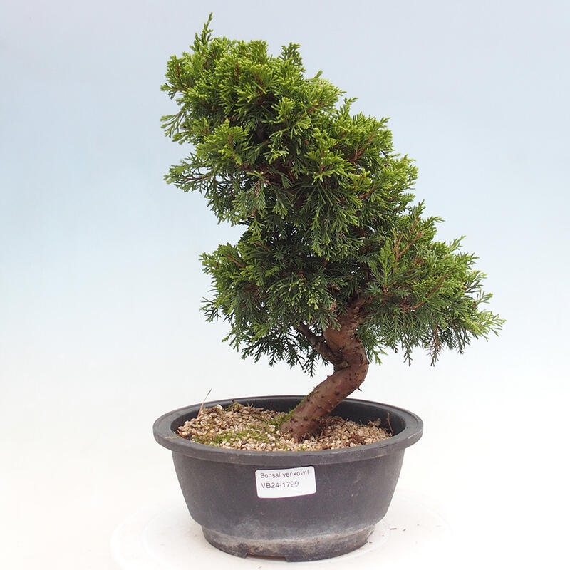 Venkovní bonsai - Juniperus chinensis Itoigawa -Jalovec čínský