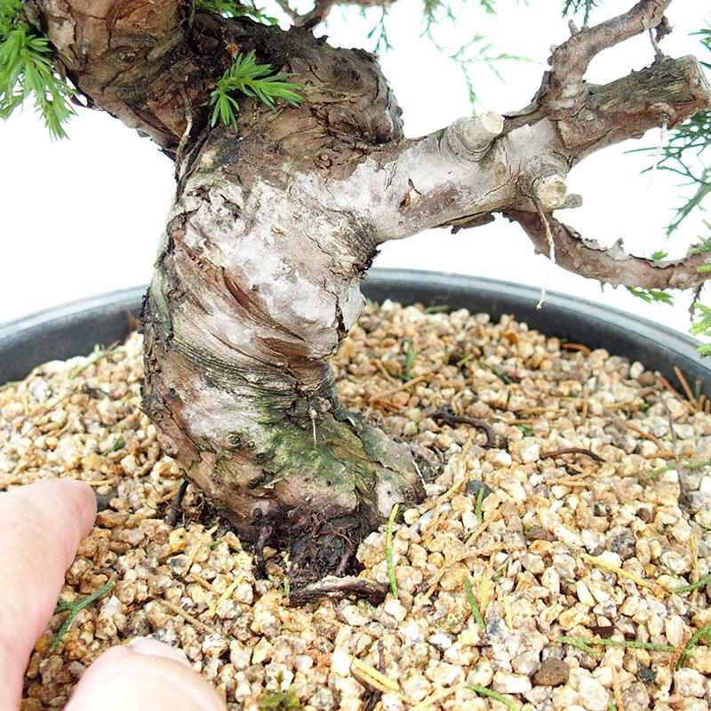 Venkovní bonsai - Juniperus chinensis Itoigawa-Jalovec čínský