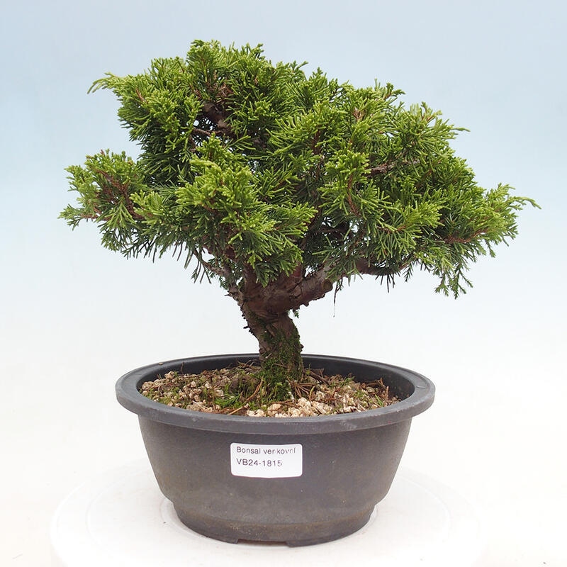 Venkovní bonsai - Juniperus chinensis Itoigawa -Jalovec čínský