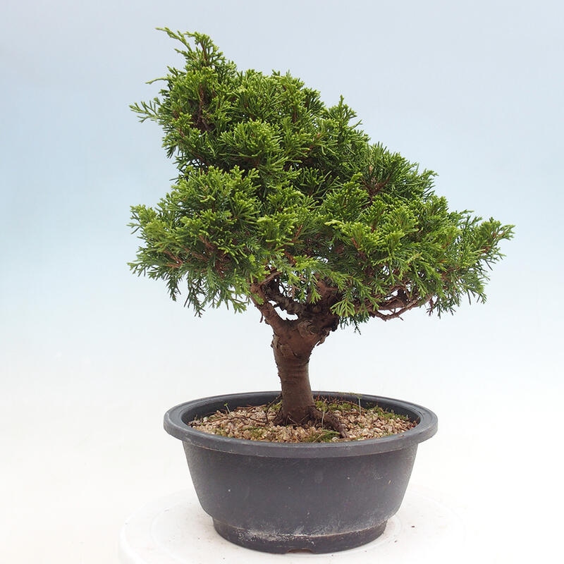 Venkovní bonsai - Juniperus chinensis Itoigawa -Jalovec čínský