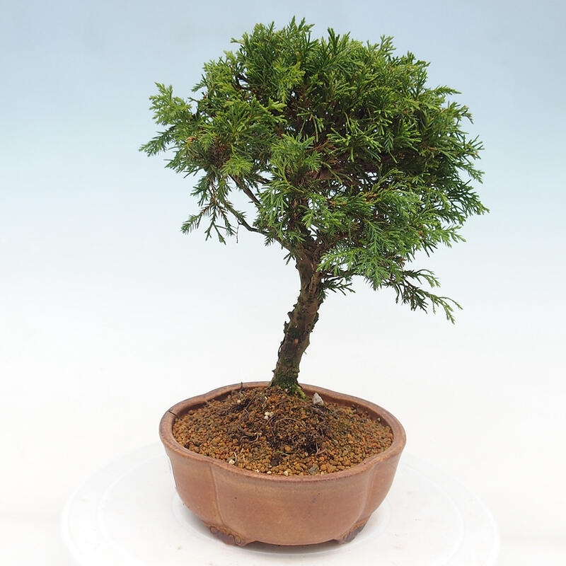 Venkovní bonsai - Juniperus chinensis Itoigawa -Jalovec čínský